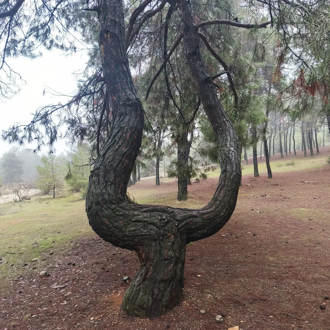 Burç Tabiat Parkı — Gaziantep — küçük resim 6