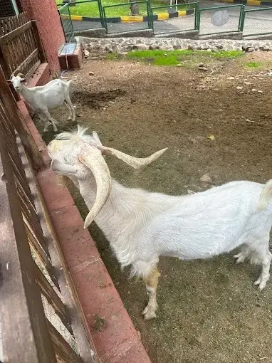 Burç Tabiat Parkı — Gaziantep — küçük resim 8