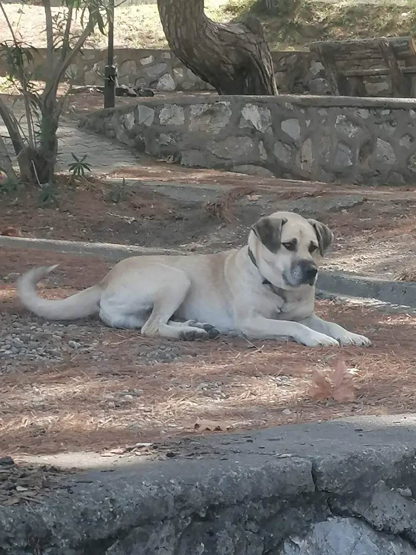 Kastal Piknik Alan — Hatay — küçük resim 9