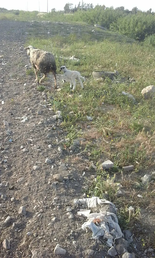 Karaağaç Parkı — Hatay — küçük resim 4