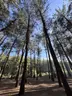 Çiftmazı Tabiat Parkı