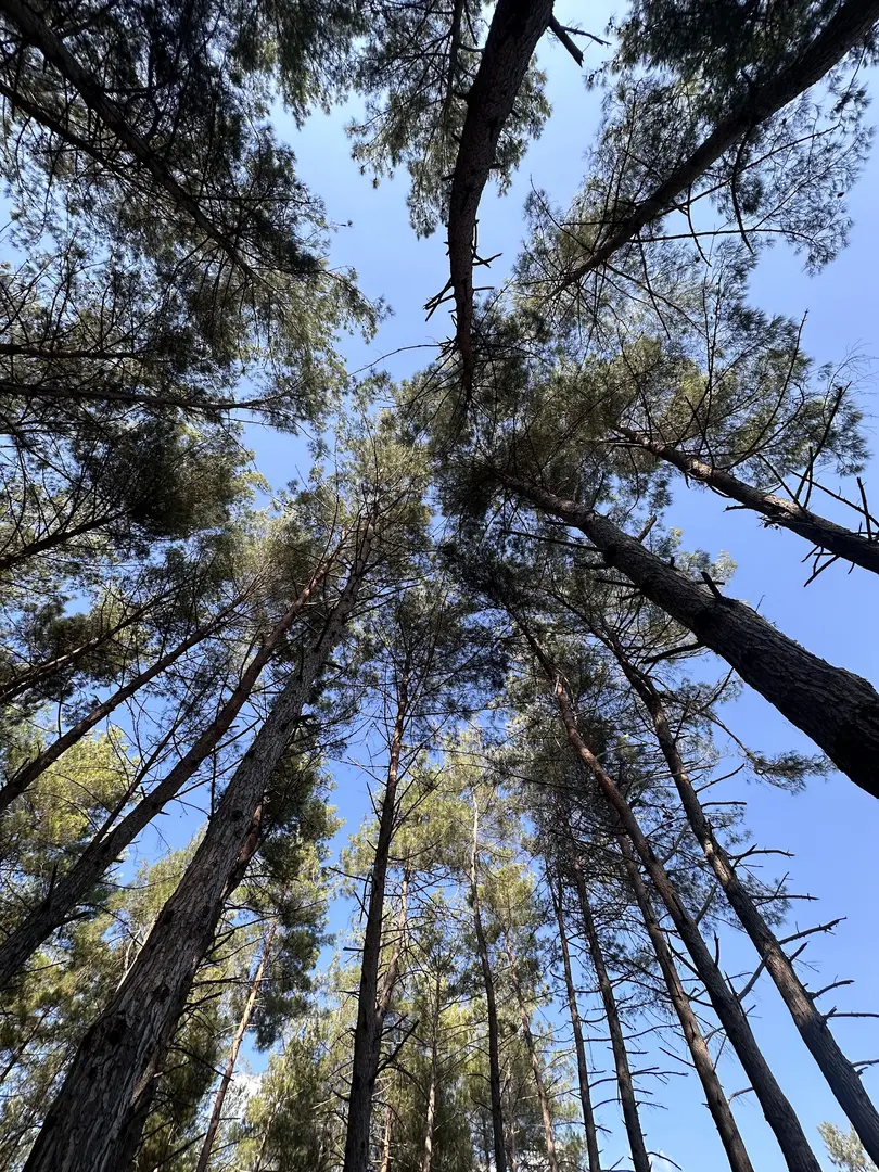 Çiftmazı Tabiat Parkı — Osmaniye — küçük resim 2