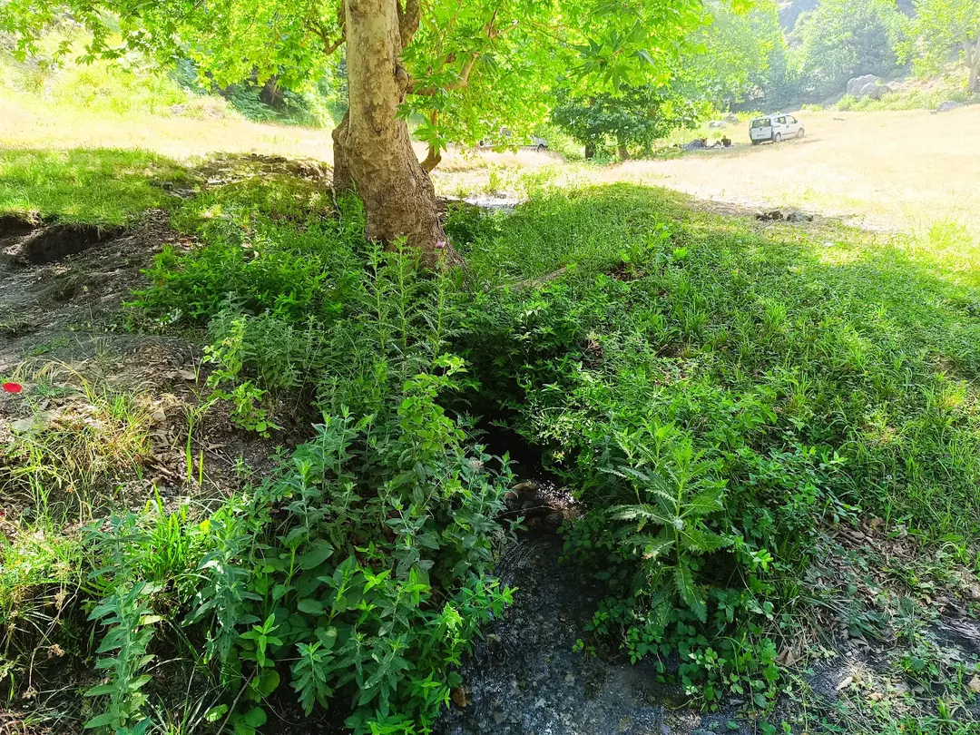 Area Camping Düziçi Dağcılık — Osmaniye — küçük resim 7