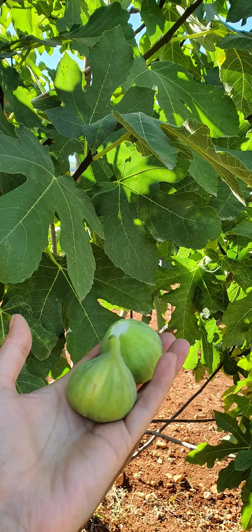 Parco Naturale Yamaçtepe — Gaziantep — küçük resim 8
