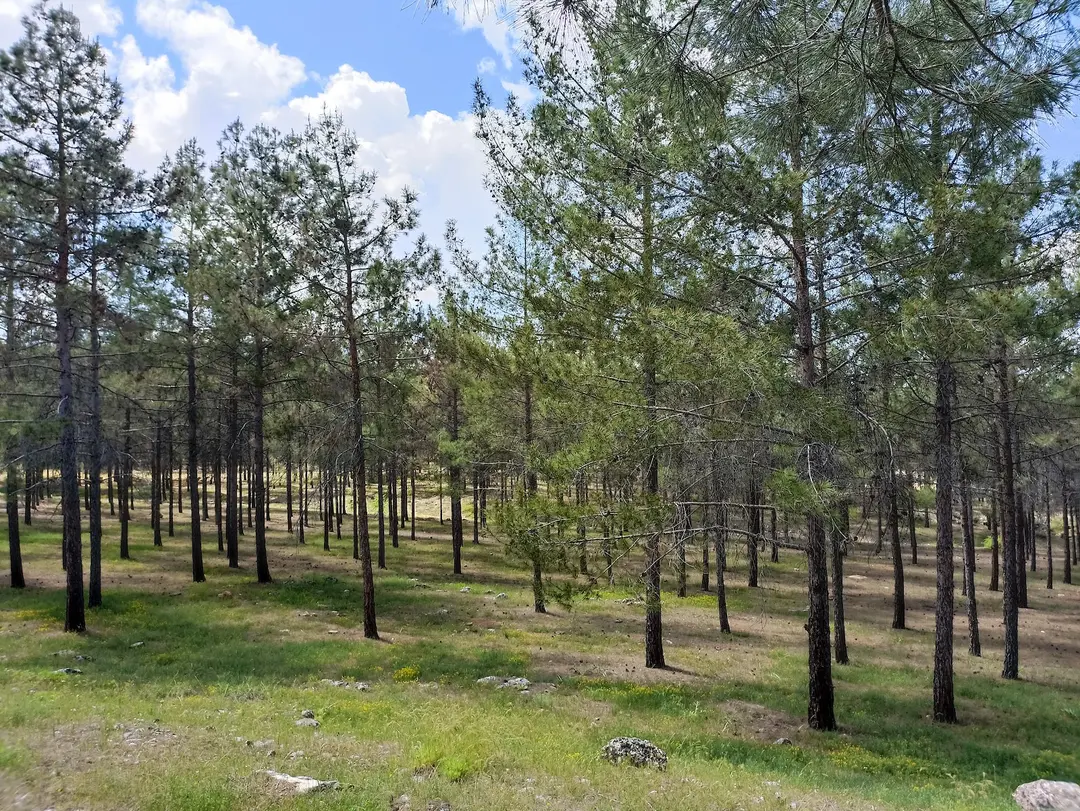 Yamaçtepe Tabiat Parkı