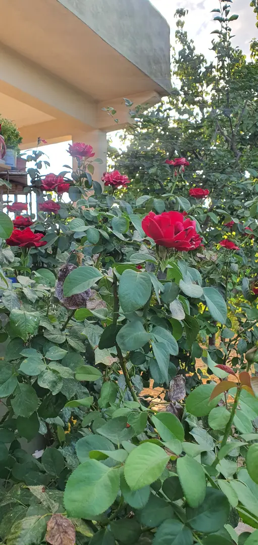 Parco Naturale Yamaçtepe — Gaziantep — küçük resim 5