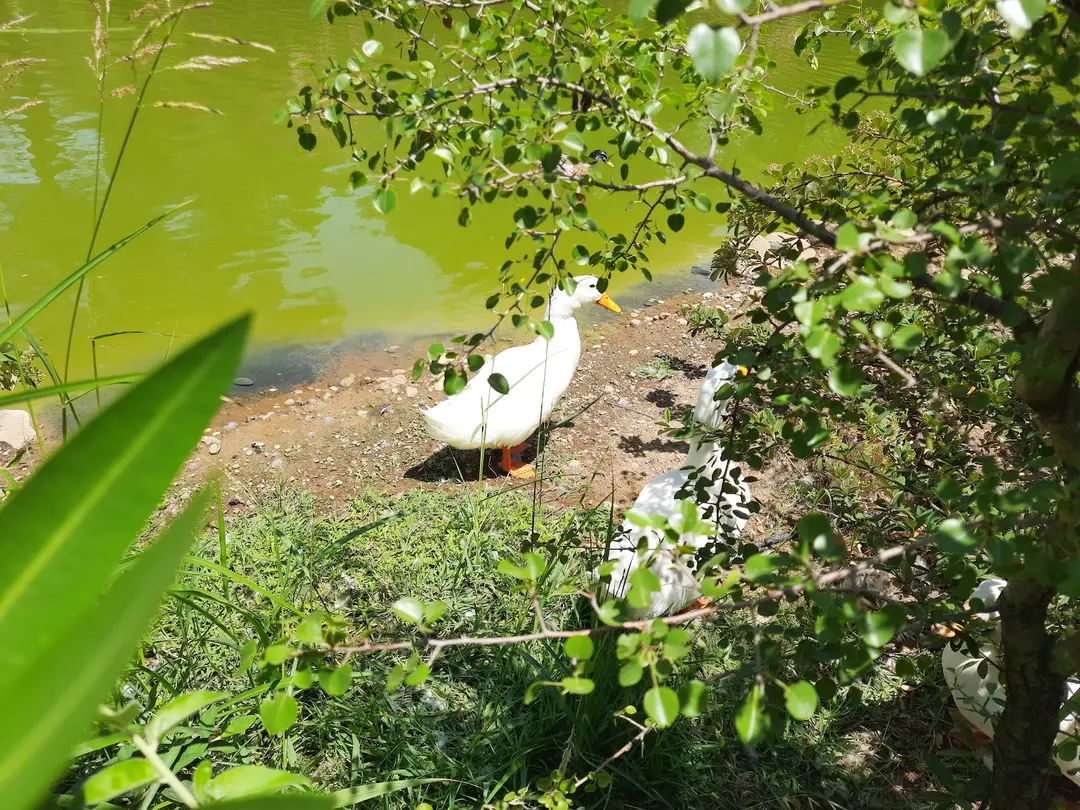 Kapıçam Nature Park — Kahramanmaraş — küçük resim 9