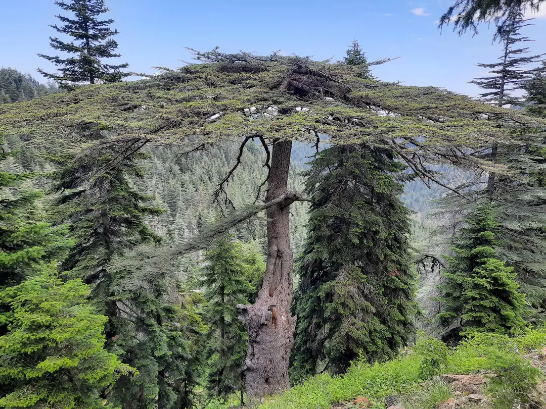 Yavşan yaylası tabiat parkı