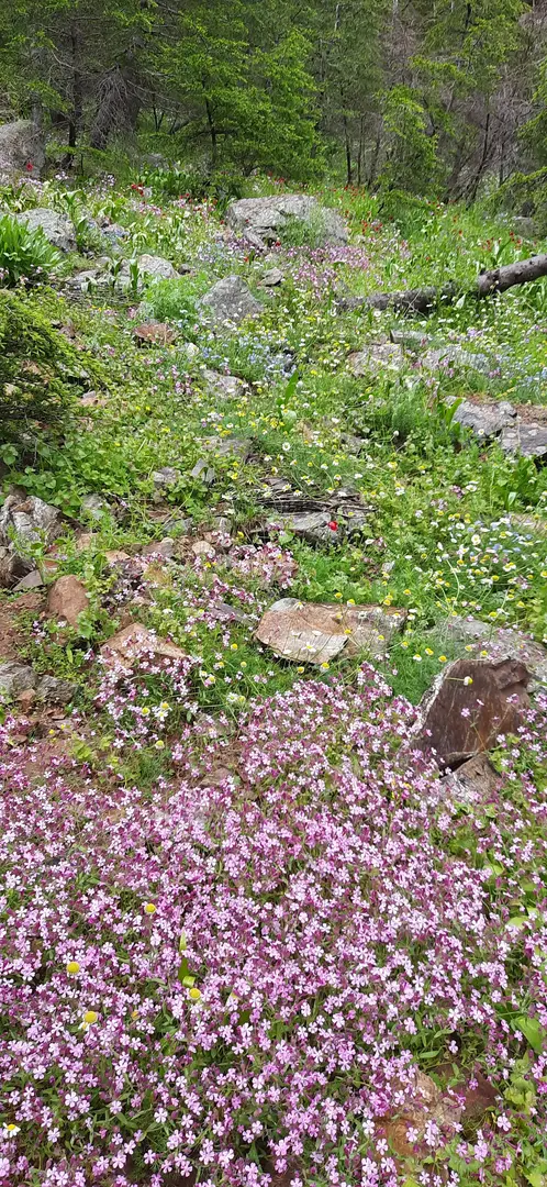 Yavşan Plateau Nature Park — Kahramanmaraş — küçük resim 6