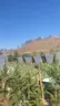 Fırnız Lotus Bungalov Otel