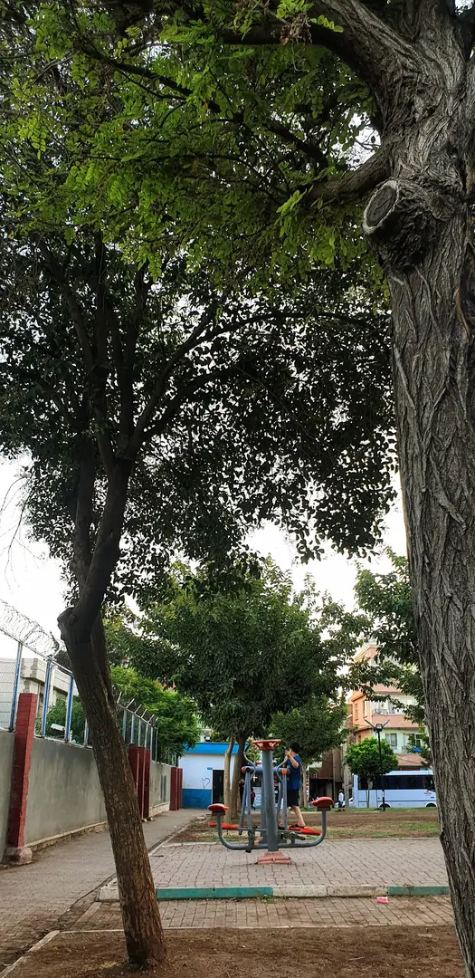 Cuma Gönüllü — Şanlıurfa — küçük resim 5