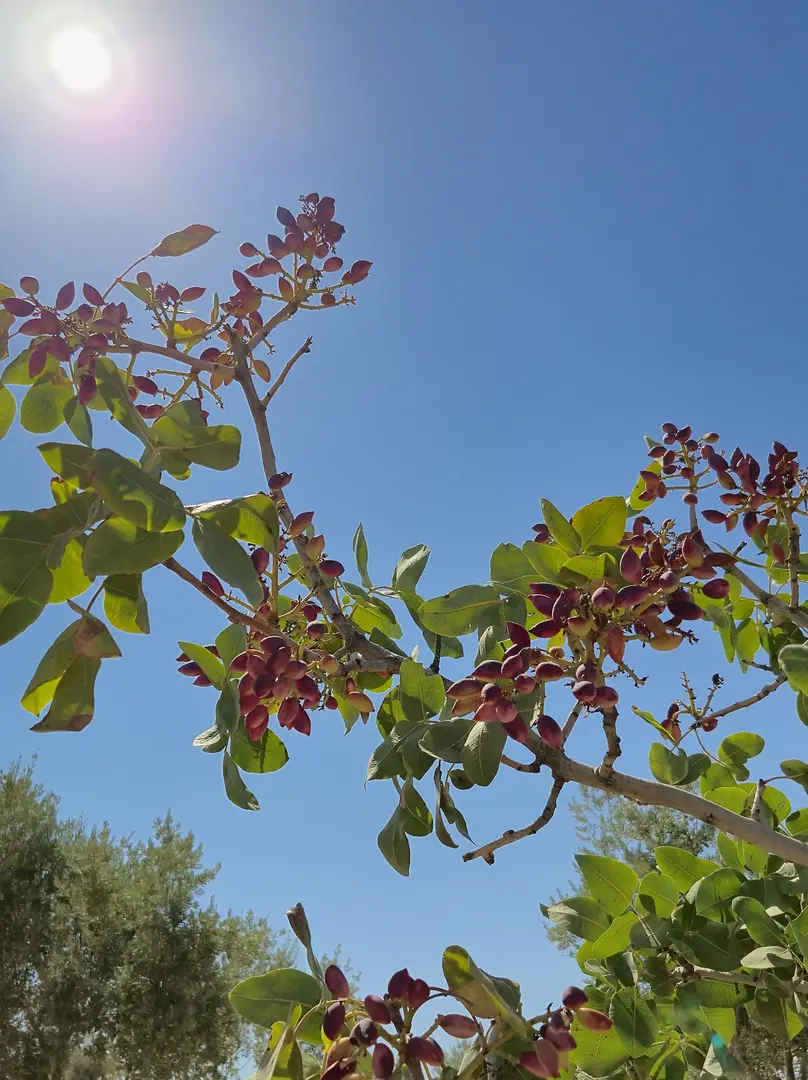 Akbaş Baghus — Şanlıurfa — küçük resim 4