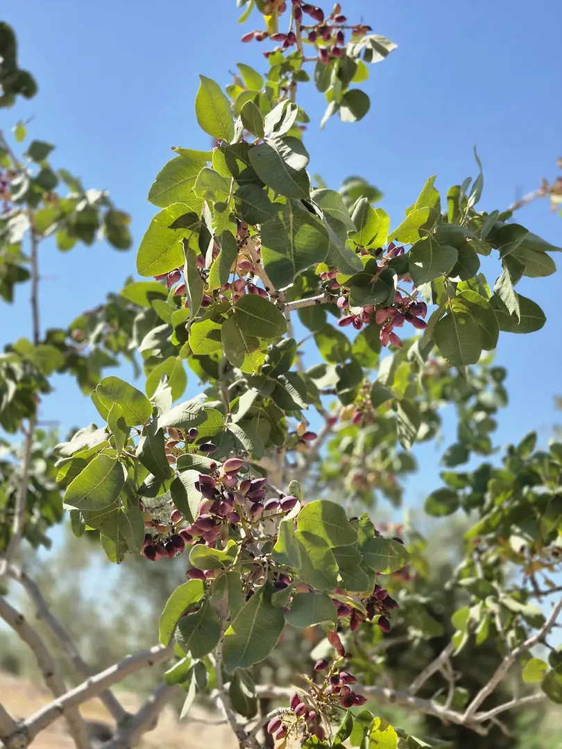 Akbaş Baghus — Şanlıurfa — küçük resim 8