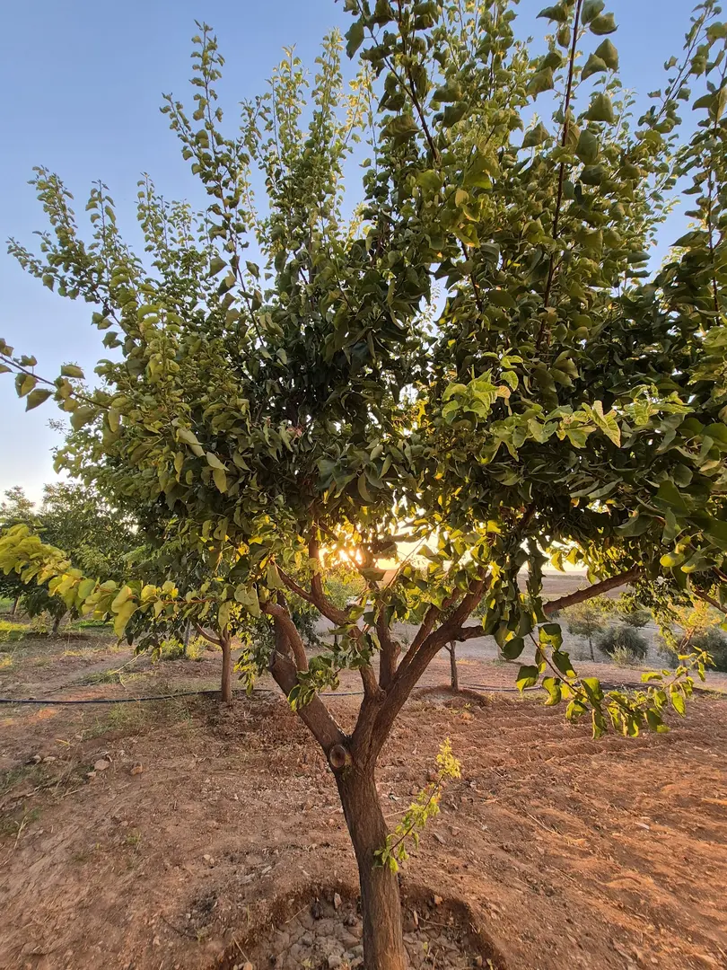 Akbaş Baghus — Şanlıurfa — küçük resim 7