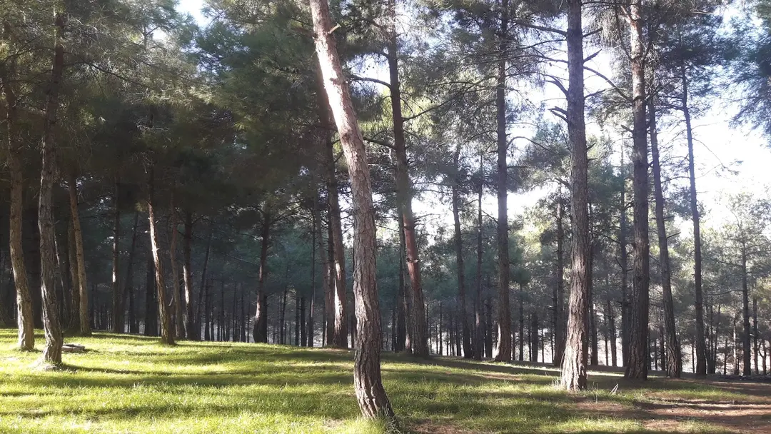 Şanlıurfa Kent Ormanı