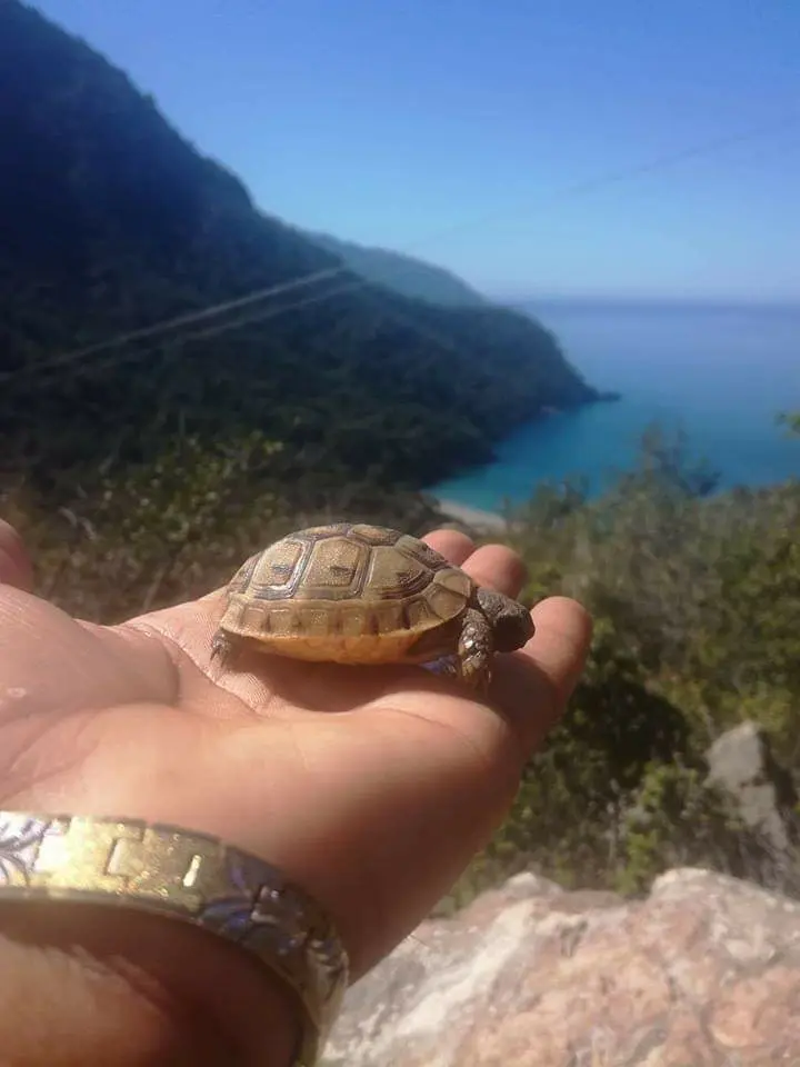 Aşiyan Camping — Muğla — küçük resim 2