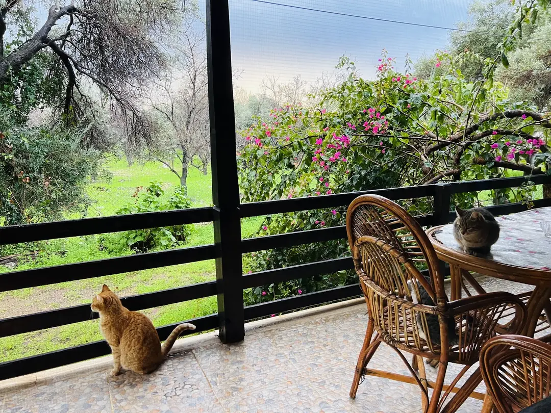 Ovabükü Ahşap Evler — Muğla — küçük resim 8