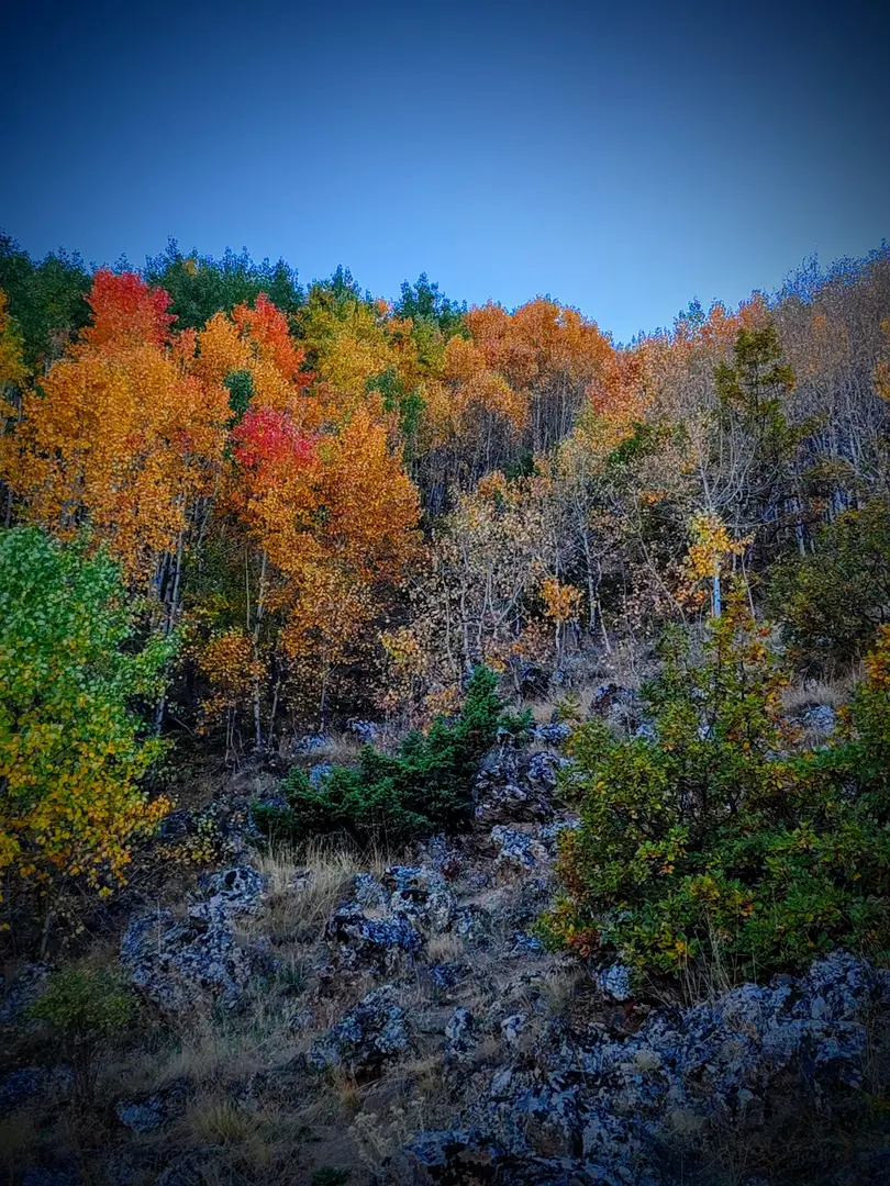 Ortaseki Forests — Kayseri — küçük resim 3