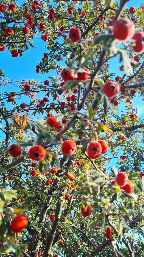 Ortaseki Forests — Kayseri — küçük resim 9