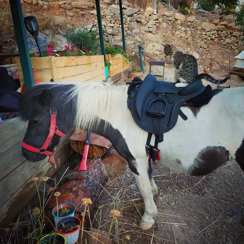 Kundalini Glamping — Muğla — küçük resim 7