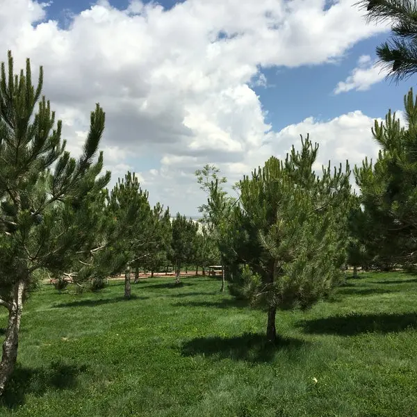 Rahmet Ormanı — Konya — küçük resim 7