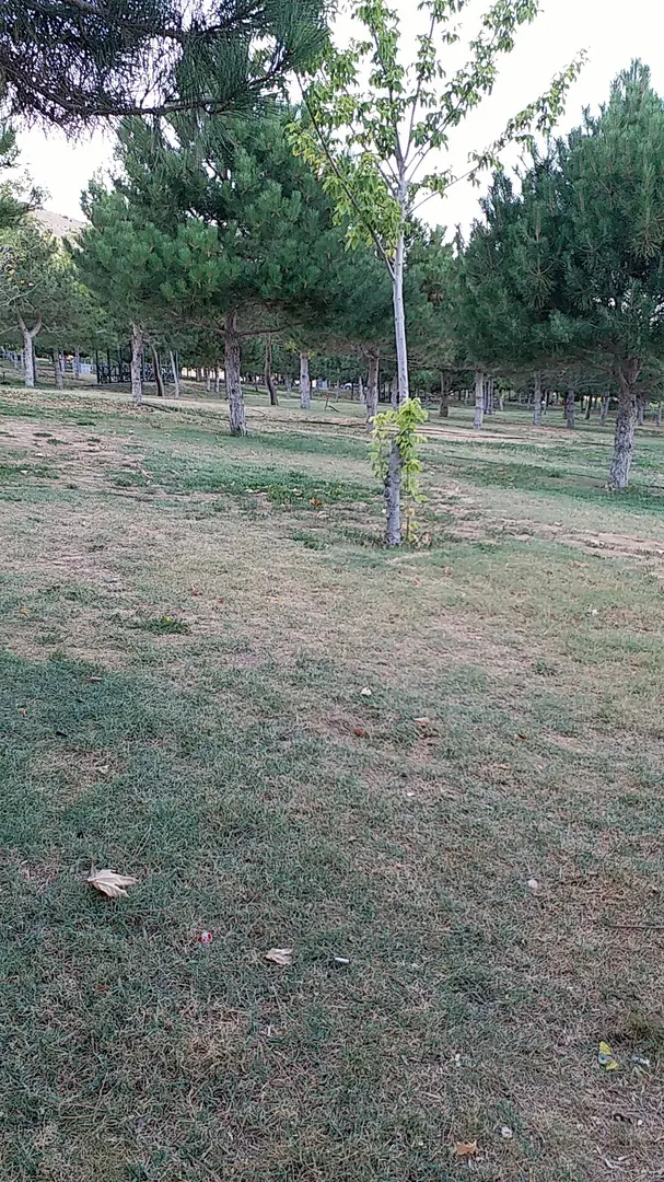 Rahmet Ormanı — Konya — küçük resim 6