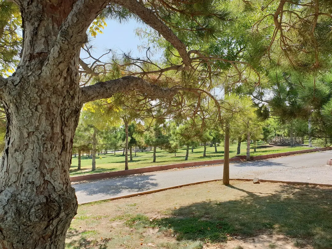 Rahmet Ormanı — Konya — küçük resim 3