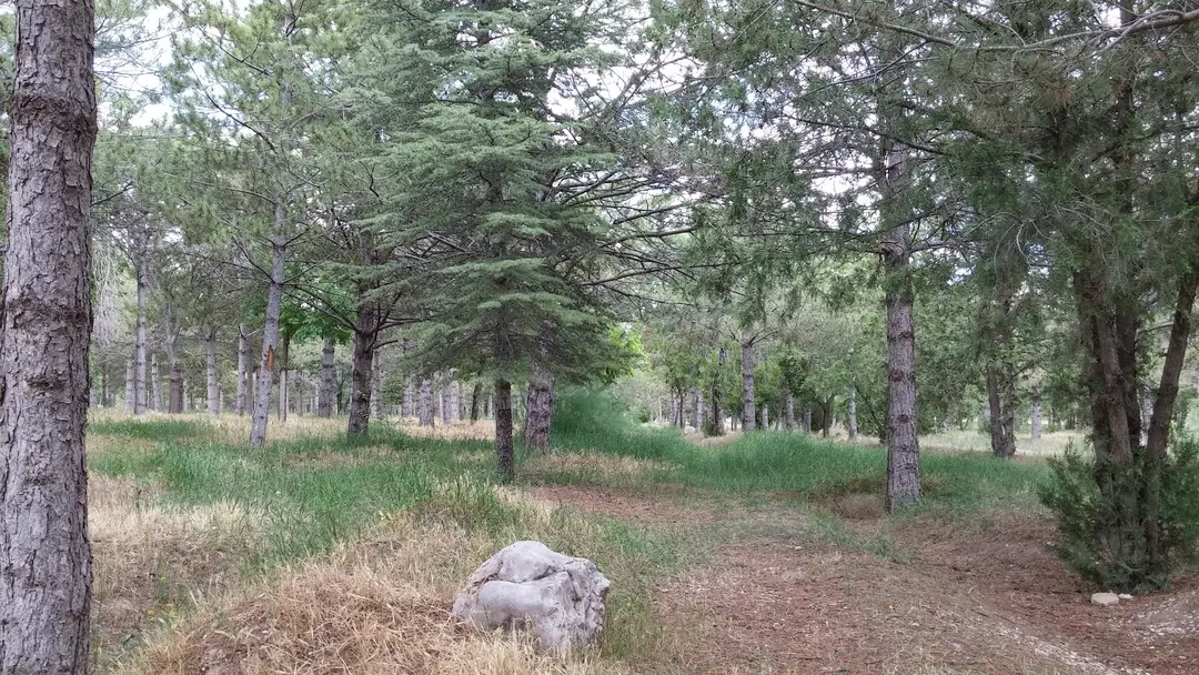Büyükşehir Kommunes Kayacık Skov — Konya — küçük resim 8