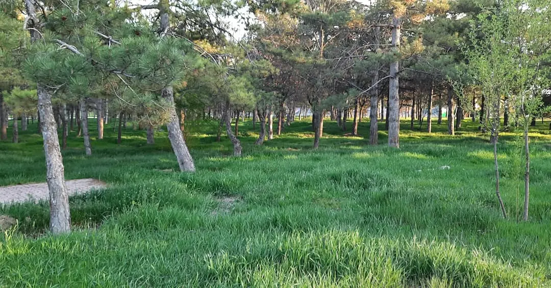 Büyükşehir Kommunes Kayacık Skov — Konya — küçük resim 5