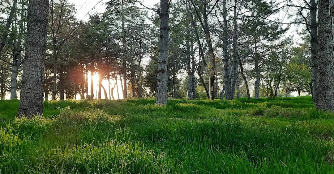 Büyükşehir Kommunes Kayacık Skov — Konya — küçük resim 2