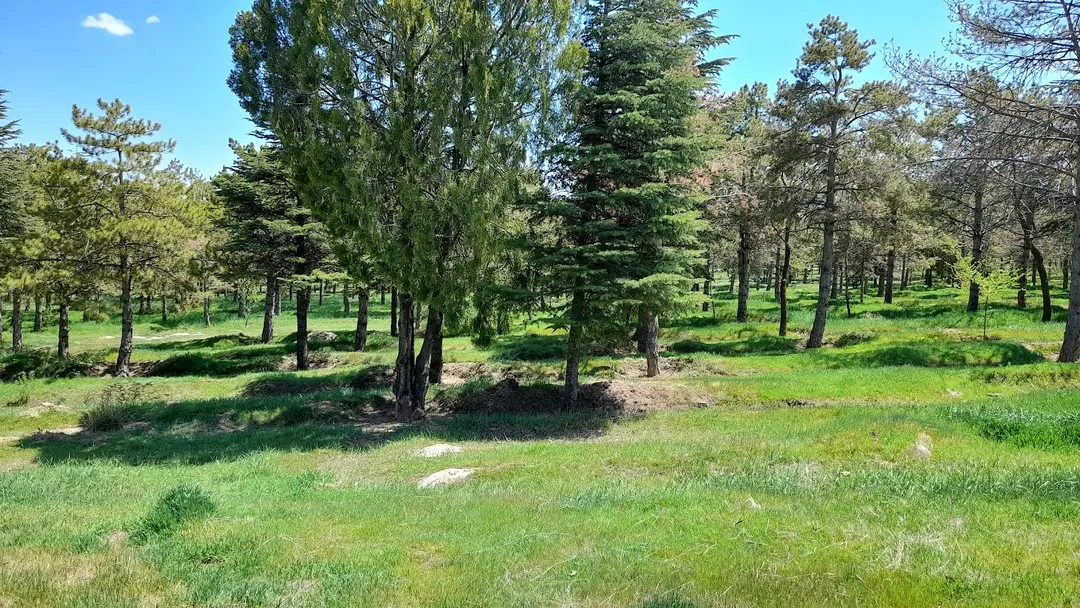 Büyükşehir Belediyesi Kayacık Koruluğu