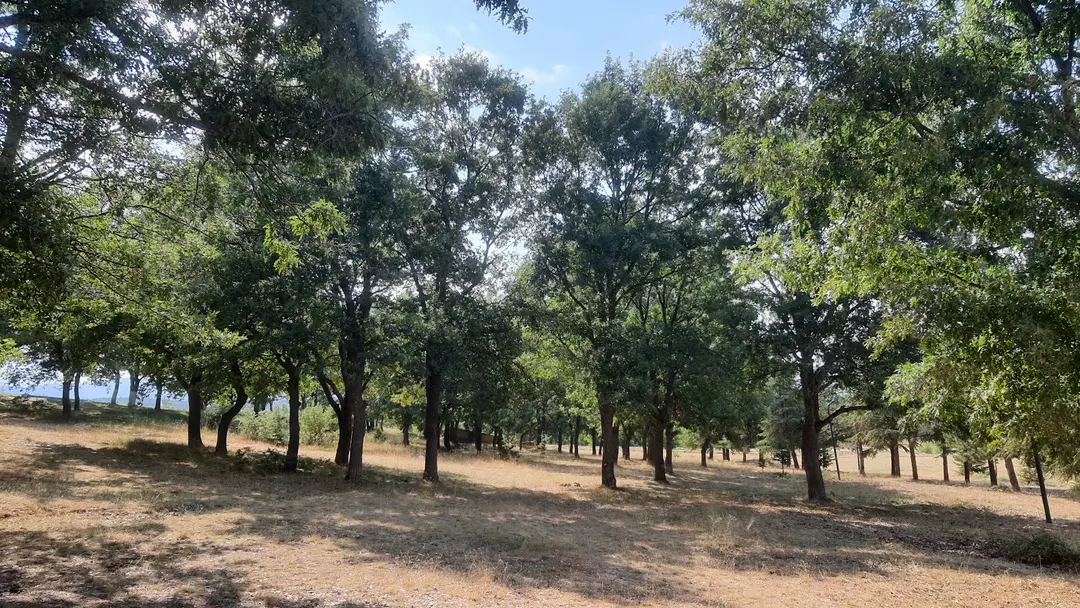 Gölcük Piknik Et Göl Tesisleri — Konya — küçük resim 8