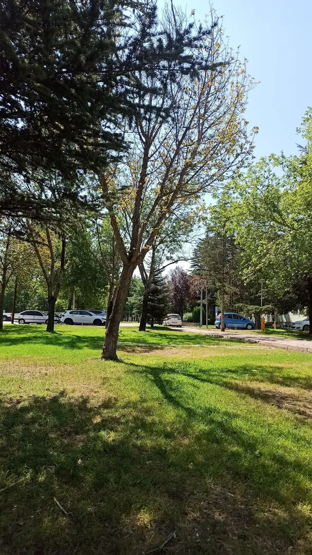 Yeşil Alan — Konya — küçük resim 4