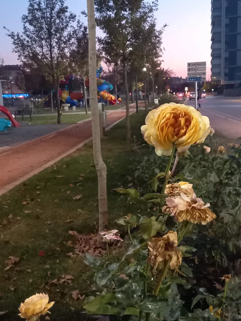 Meşe Parkı — Konya — küçük resim 7