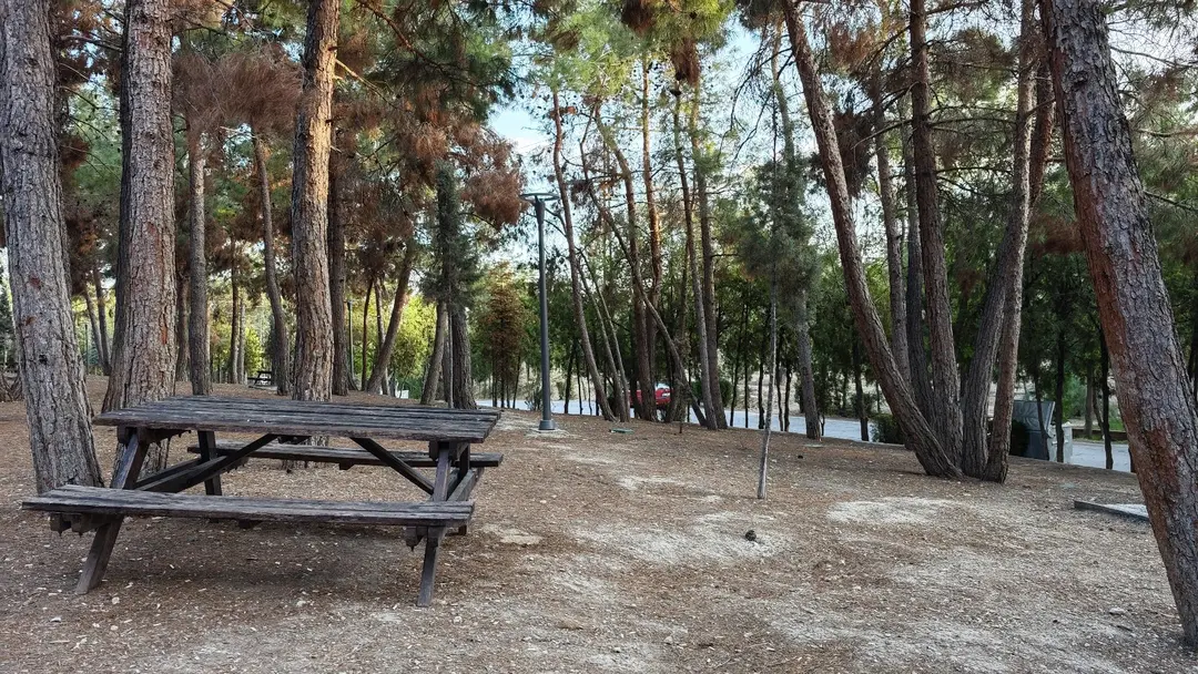Tavusbaba Orman Alanı