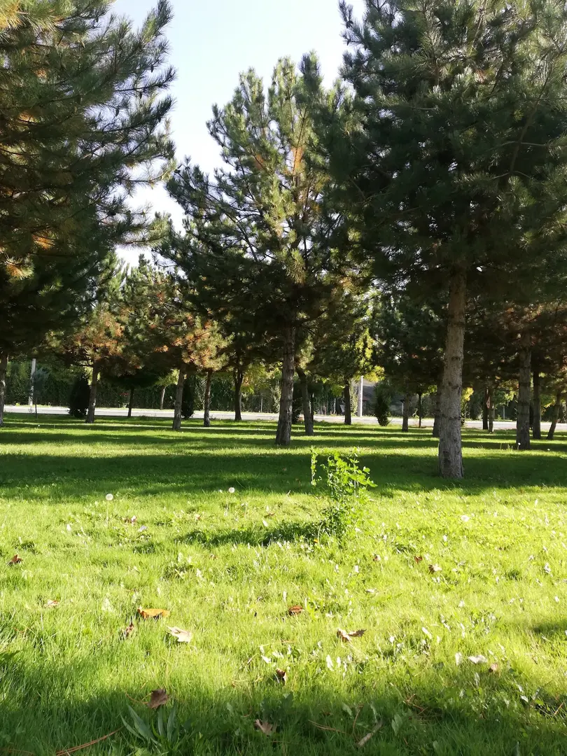 Muhsin Yazıcıoğlu Hatıra Ormanı — Konya — küçük resim 4