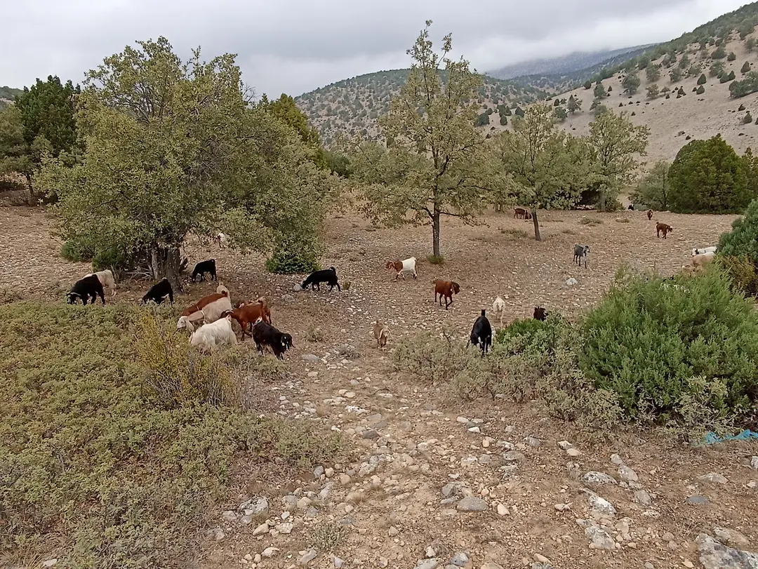Ataseven Plateau — Konya — küçük resim 7
