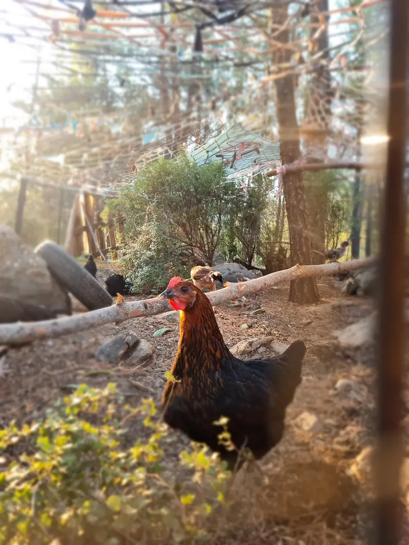 Røde Dal — Muğla — küçük resim 3