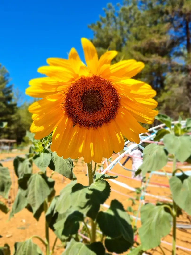Røde Dal — Muğla — küçük resim 4