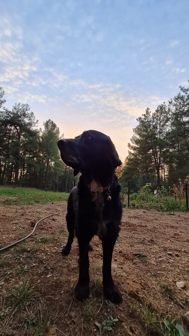 Røde Dal — Muğla — küçük resim 6