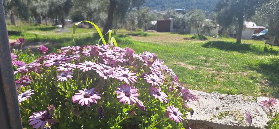 Kardelen Camping Akbük Muğla — Muğla — küçük resim 4