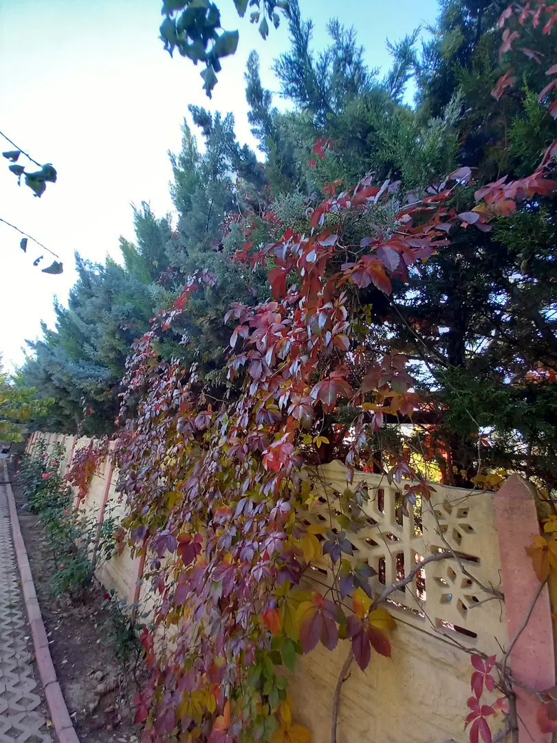 DrAldur — Konya — küçük resim 6