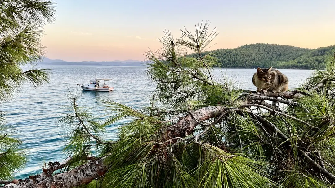 Yeşilçam Kamp — Muğla — küçük resim 10