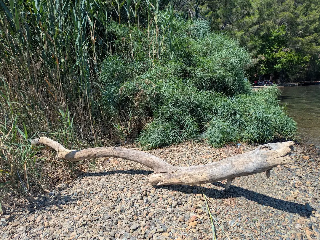 Günlük Cove Free Camping Area — Muğla — küçük resim 6