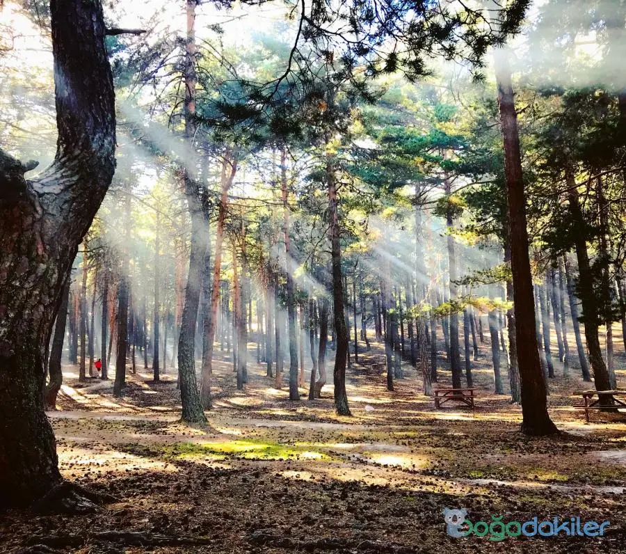 Parco Naturale di Çamkoru e Area Campeggio — Ankara — küçük resim 3