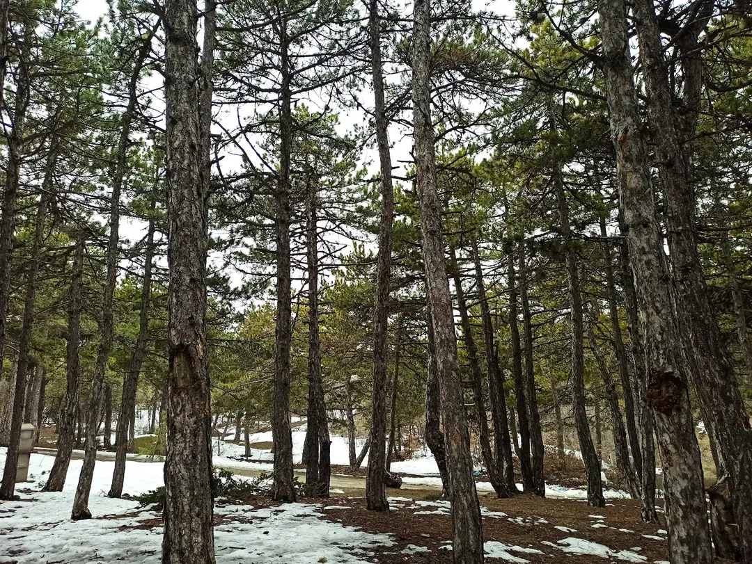 Beynam Wald — Ankara — küçük resim 4