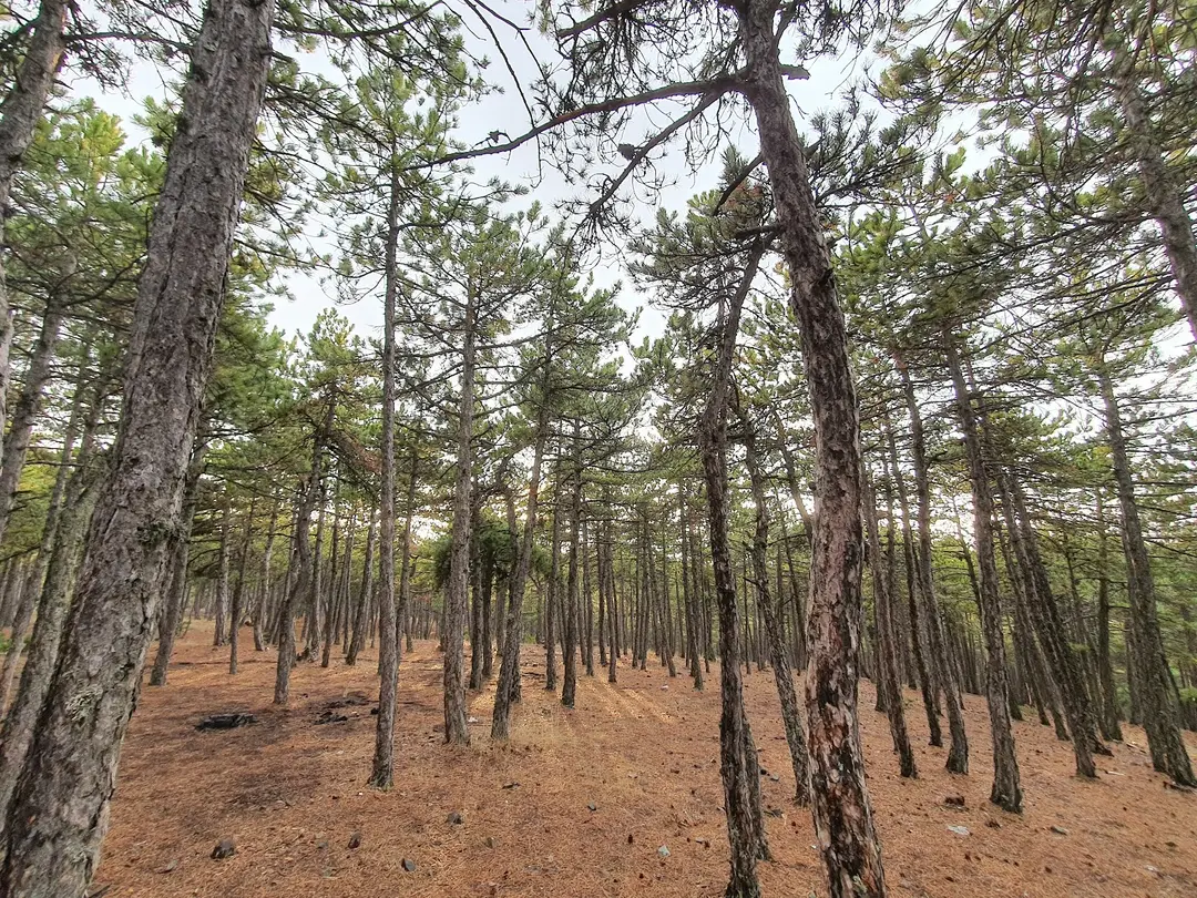 Beynam Wald — Ankara — küçük resim 2