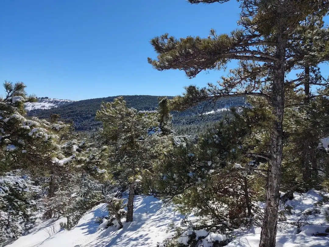 Beynam Wald — Ankara — küçük resim 7