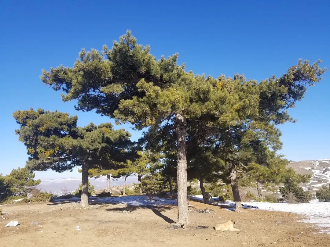 Kılıçlar Køyi Picnicområde — Ankara — küçük resim 3