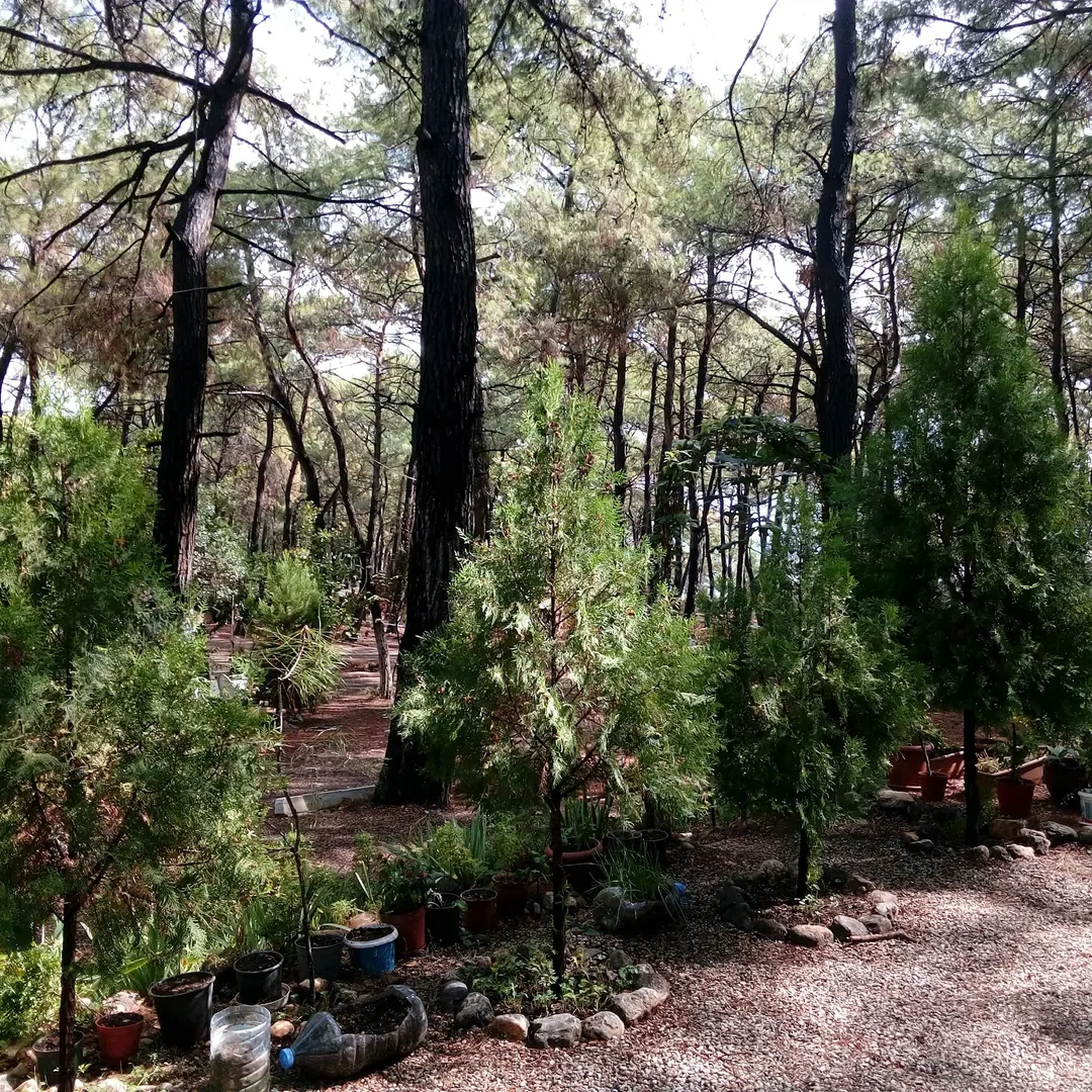 Gökova Forest Inner Resting Place — Muğla — küçük resim 7